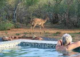 Homes of Africa in Hoedspruit, Zuid-Afrika vanuit zwembad uitzicht op wild Homes of Africa vakantiehuizen 40plusteens