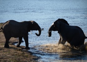 Homes of Africa in Zuid-Afrika olifanten Homes of Africa vakantiehuizen 40plusteens