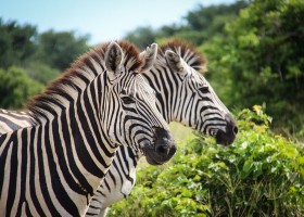 Homes of Africa in Zuid-Afrika zebra's Homes of Africa vakantiehuizen 40plusteens