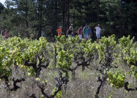 La Vallee Verte wandelen door de wijngaard.jpg Camping La Vallée Verte 40plusteens