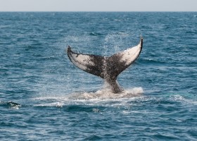 Travelnauts noorwegen-gezinsreis-activiteit-walvis-spotten Rondreis Noorwegen 40plusteens