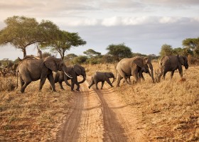 KidsReizen Zuid-Afrika puur natuur Olifanten KidsReizen 19-daagse rondreis Zuid-Afrika Puur Natuur 40plusteens