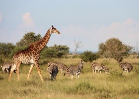 Homes of Africa in Zuid-Afrika giraf en zebra's Homes of Africa vakantiehuizen 40plusteens